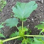 Datura ferox Ліст