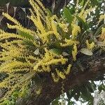 Bulbophyllum polypodioides പുഷ്പം