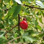 Prunus tomentosa Fruit