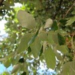 Quercus suber Blad