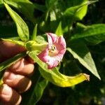 Nicotiana tabacum Blomma