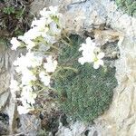 Saxifraga diapensioides Çiçek