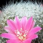 Rebutia minuscula Квітка