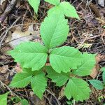 Toxicodendron rydbergii Leaf