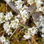 Micranthes virginiensis Flor