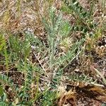 Astragalus vesicarius Blad