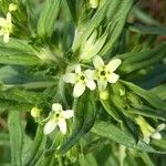 Lithospermum officinale Floro