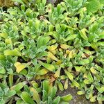 Saxifraga hostii Libunga