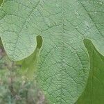 Sassafras albidum Leaf