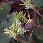 Scleranthus annuus Flor