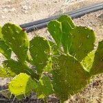 Opuntia maxima Habit