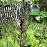 Veratrum album Flor