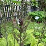 Veratrum album Flower