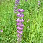 Lupinus densiflorus Plante entière