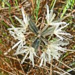 Achyrachaena mollis Агульны выгляд