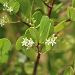 Lumnitzera racemosa Flower