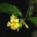Odontadenia macrantha Máis