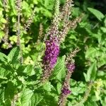 Teucrium hircanicum Flower