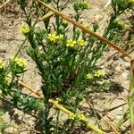 Linum strictum Staniste