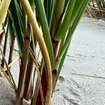 Calamagrostis breviligulata Bark