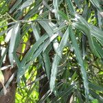 Podocarpus grayae