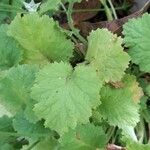 Primula malacoides Leaf