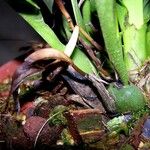 Maxillaria confusa Corteza