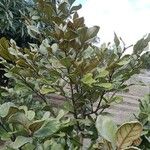 Diospyros impolita 整株植物