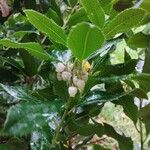 Arbutus andrachne पत्ता