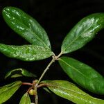 Balanops pachyphylla List