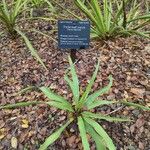 Yucca rupicola Лист