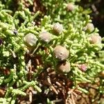 Juniperus phoenicea Fruit