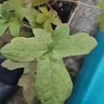 Bowlesia incana Yaprak