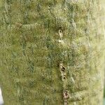 Albizia gummifera Bark