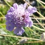 Lomelosia graminifolia Flower