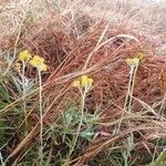 Helichrysum odoratissimum Elinympäristö