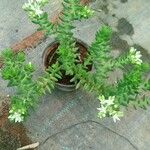 Sedum goldmanii 葉