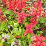 Salvia splendens Λουλούδι