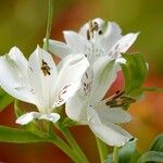 Alstroemeria aurea Flower