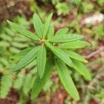 Rhododendron groenlandicum Φύλλο