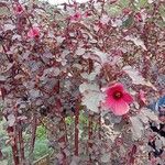 Hibiscus acetosella Λουλούδι