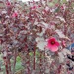 Hibiscus acetosella Flor