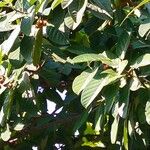 Ficus callosa Fruit