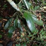 Polystachya galeata Vivejo