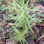 Linaria vulgarisLeaf