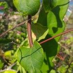 Basella alba Leaf