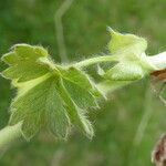 Potentilla crantzii 葉