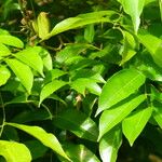 Cenostigma tocantinum ഇല