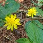 Corchorus hirtus പുഷ്പം