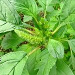 Carpesium cernuum 花